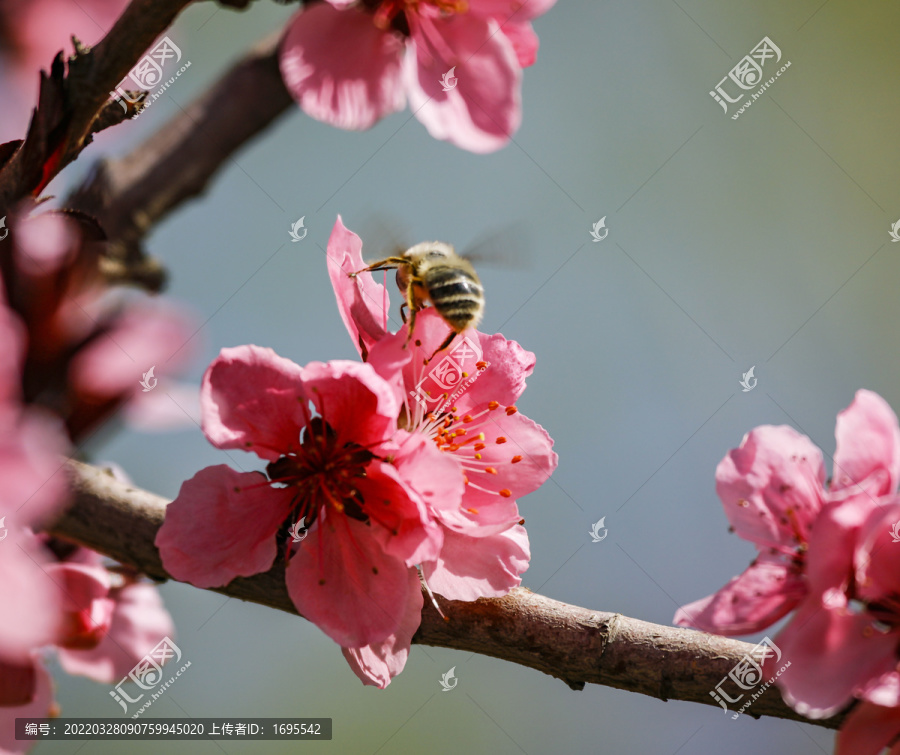 春天的花朵