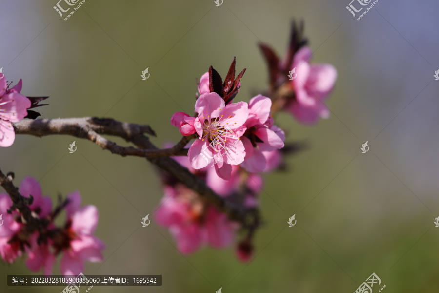 春天的花朵