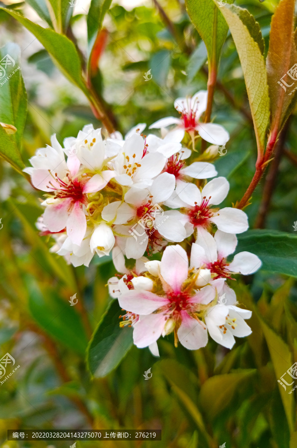 橘子花开