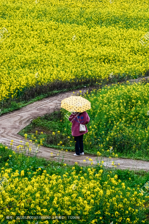 春天周末郊游油菜花花海