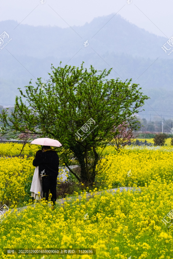 春天周末郊游油菜花花海