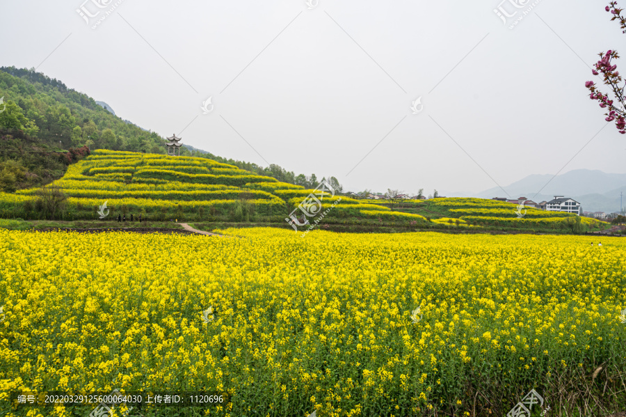 春天周末郊游油菜花花海