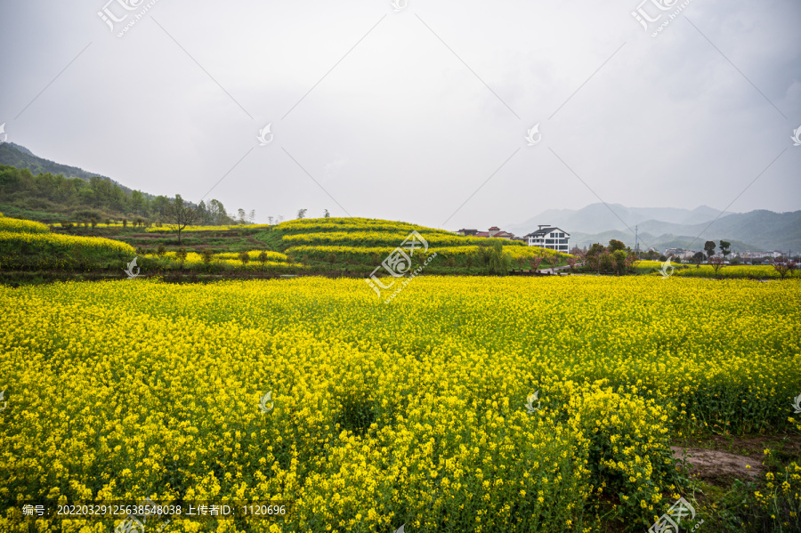 春天周末郊游油菜花花海