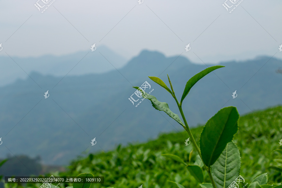 福建茶山