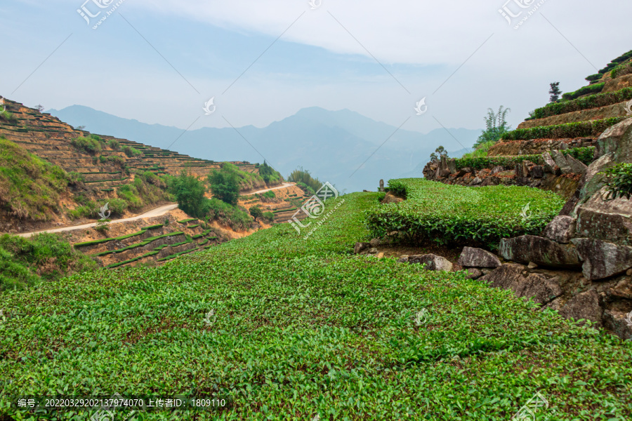 安溪山村茶场