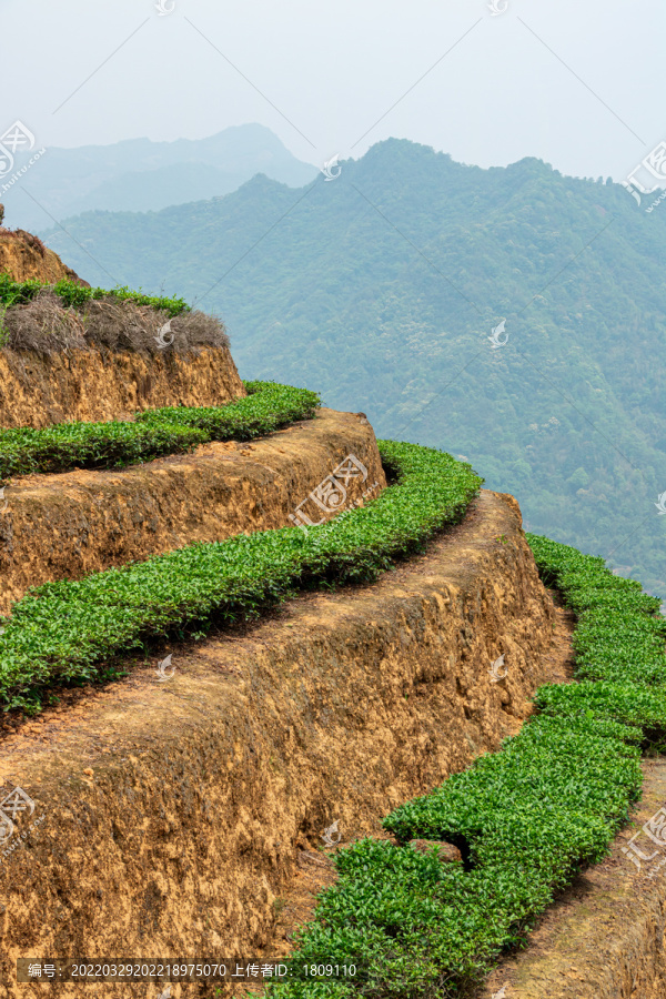 安溪山村茶场