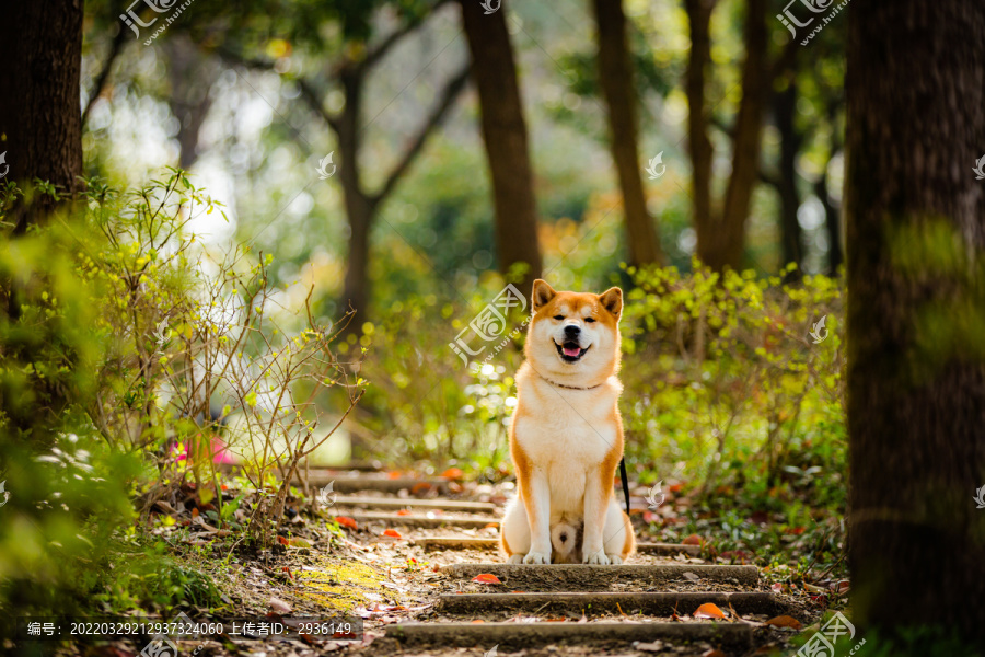 柴犬高清写真