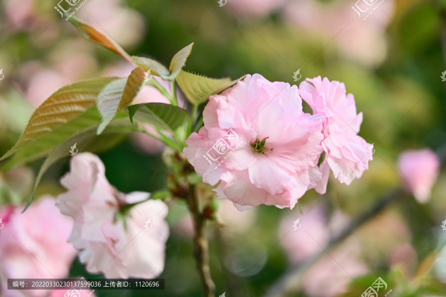 阳光下粉红色的八重樱日本晚樱