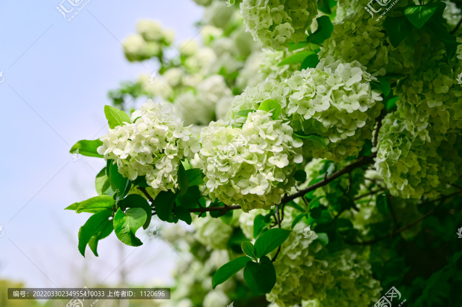 春天公园阳光下的木绣球花花海