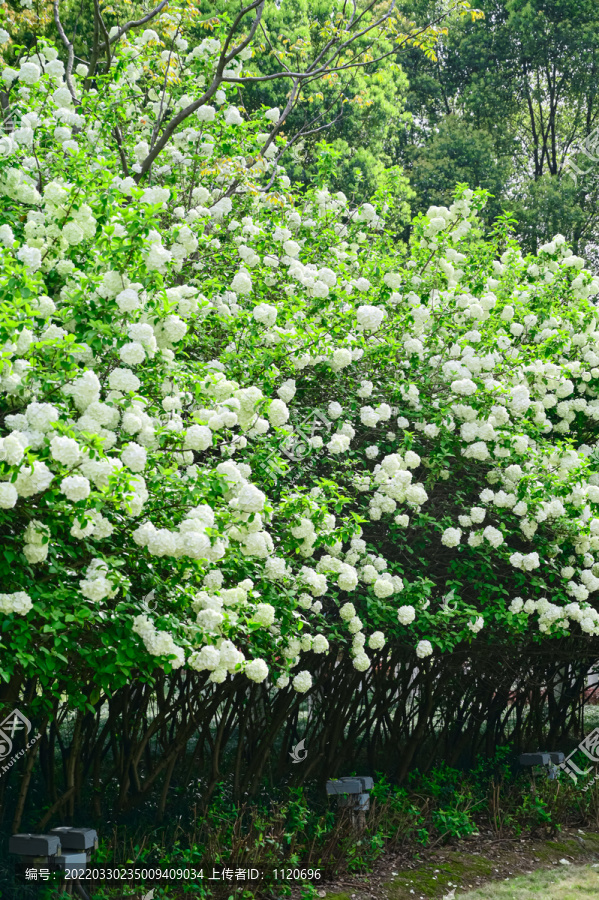 春天公园阳光下的木绣球花花海