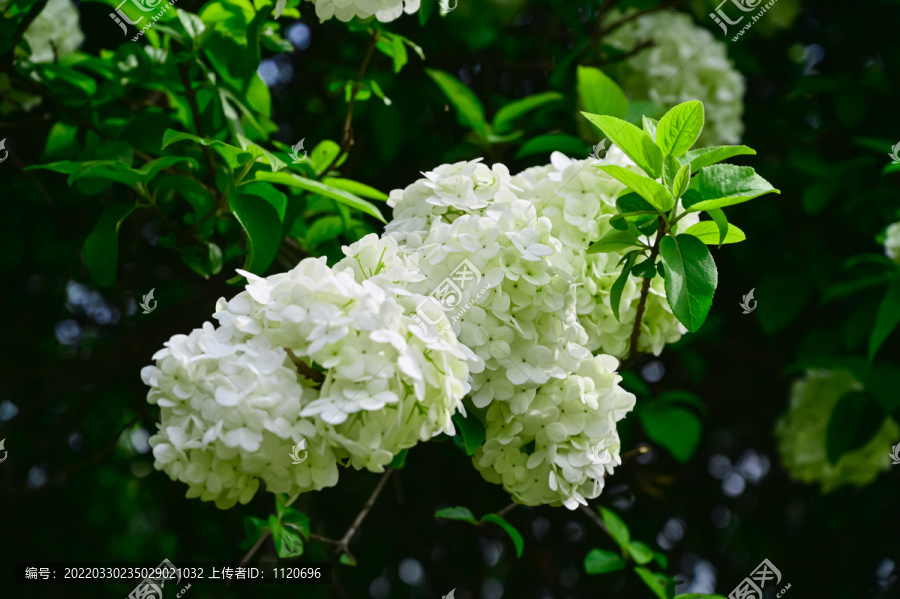 春天公园阳光下的木绣球花花海