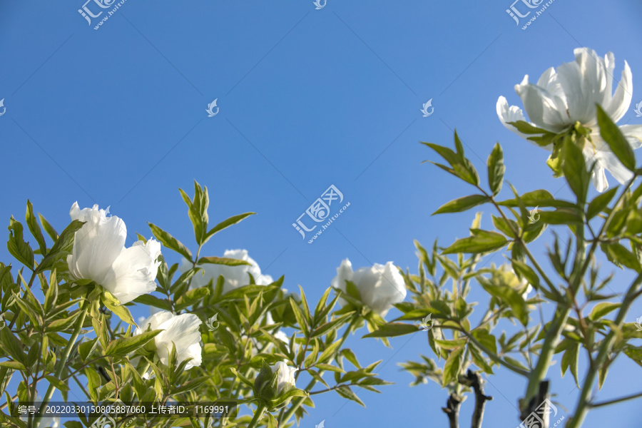 仰拍蓝天白云鲜花