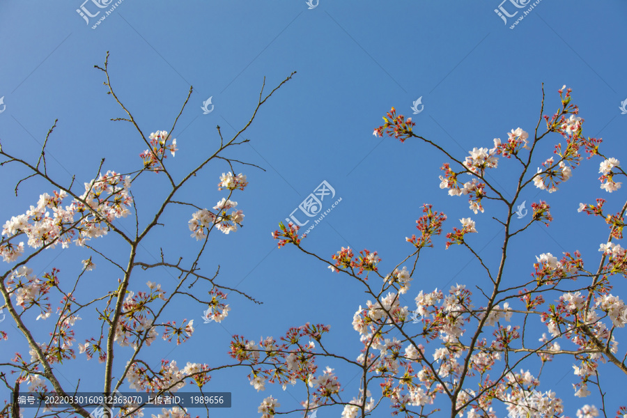 仰望鲜花蓝天白云