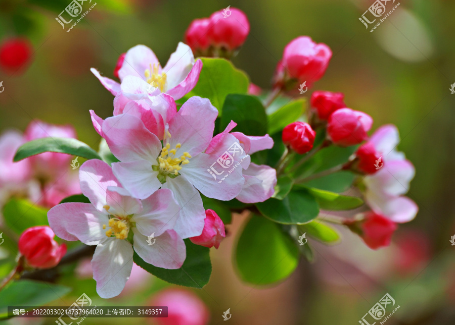 海棠花开