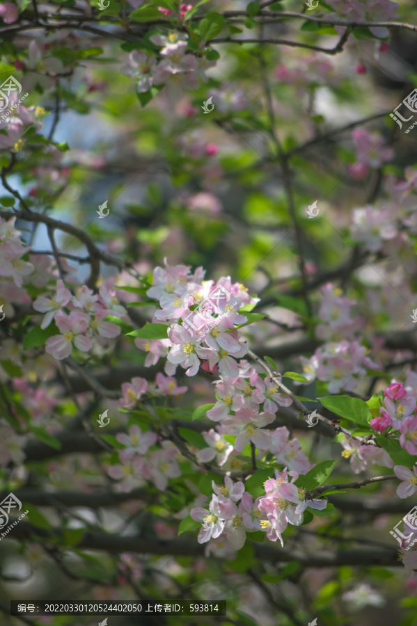 花枝