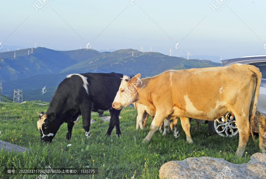 草地散养牛吃草牛畜牧养殖