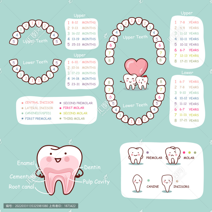 牙医年龄位置介绍插图