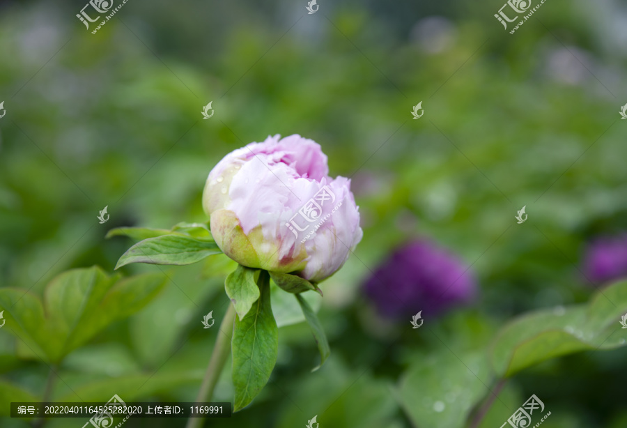 牡丹