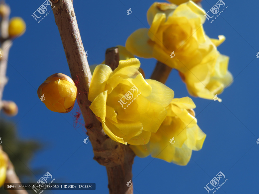 蜡梅