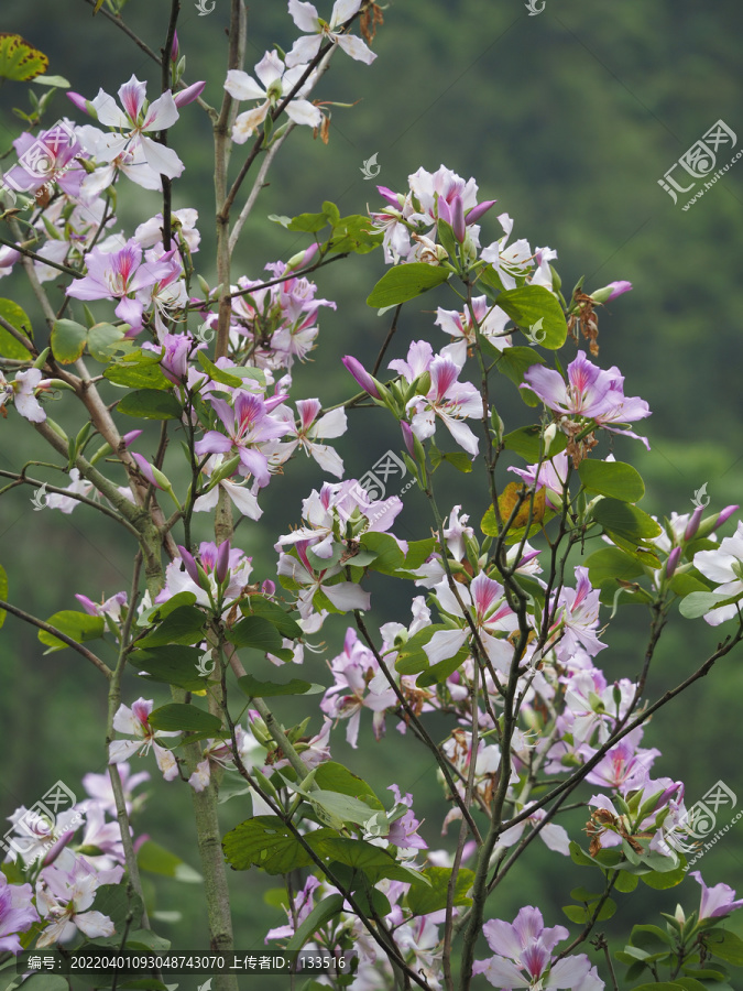 紫荆花