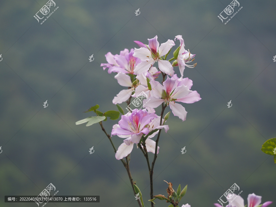 紫荆花
