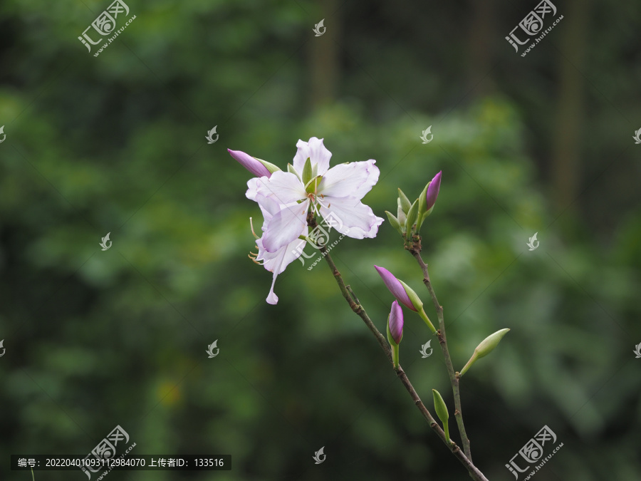 紫荆花