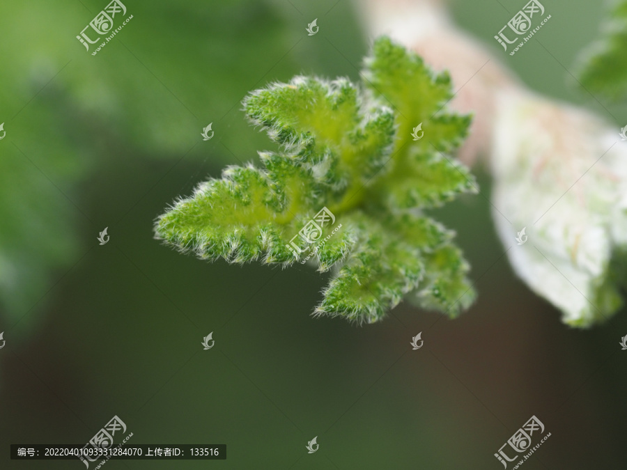粗叶悬钩子新芽