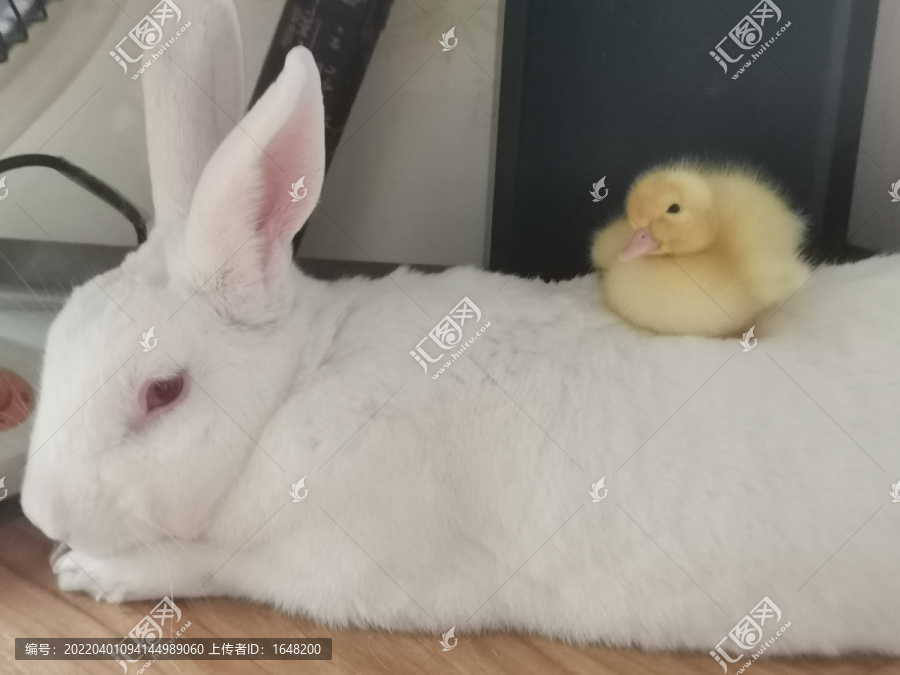 白兔与黄鸭