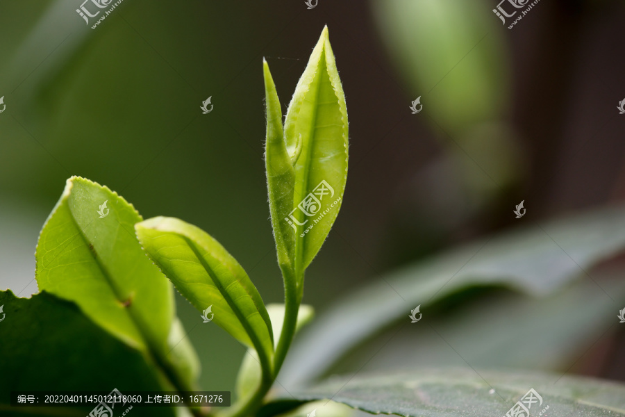 茶叶