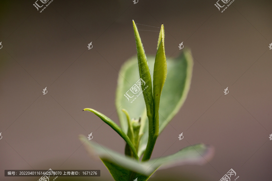 茶叶素材