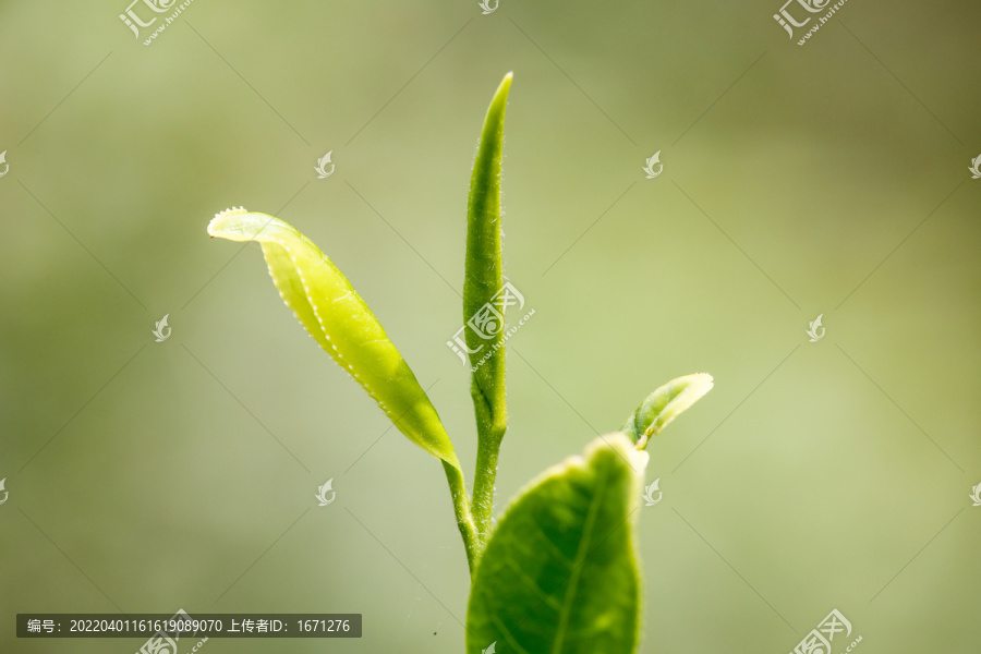 茶叶素材