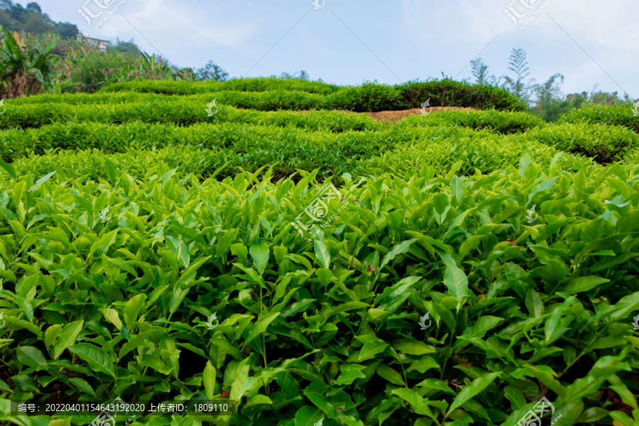 茶树春茶