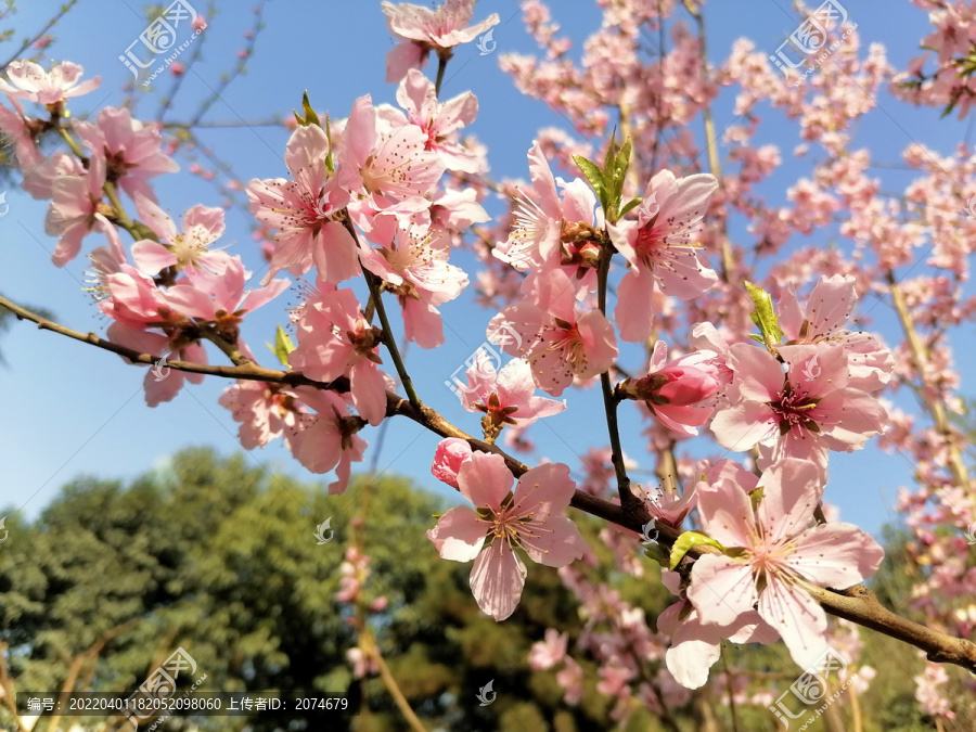 桃花