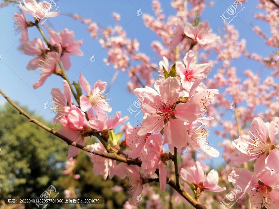 桃花