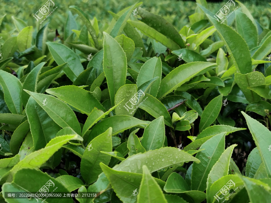 高山云雾茶