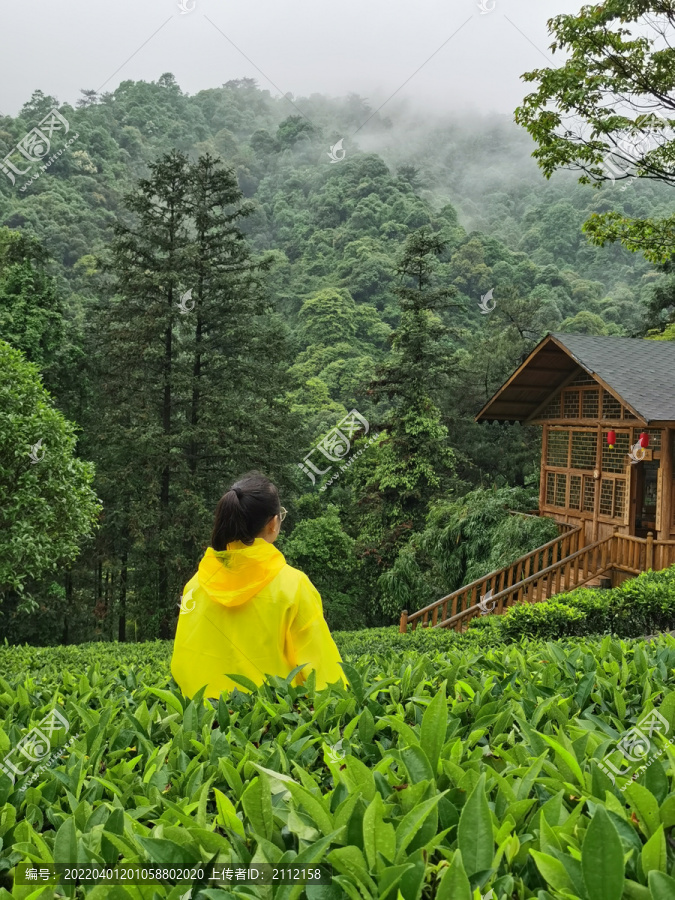 雨雾中采茶