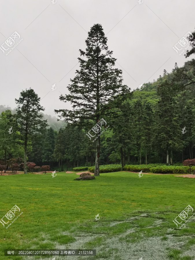 绿色松林