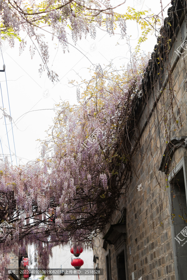 春天紫藤萝花海古建筑老门东