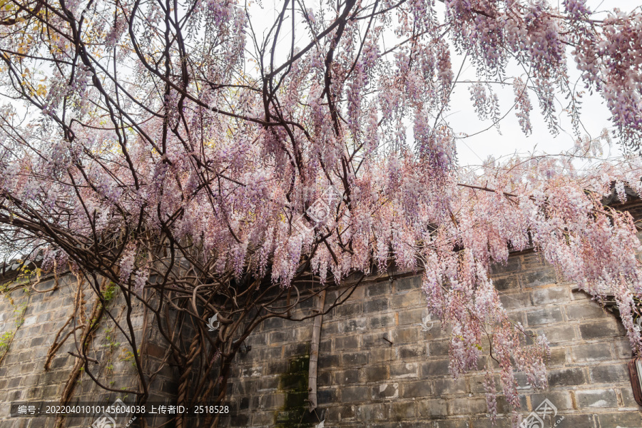 春天紫藤萝花海古建筑老门东