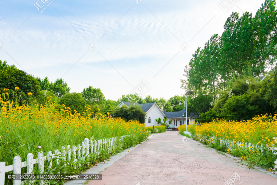 户外公园小黄花花海小路景观