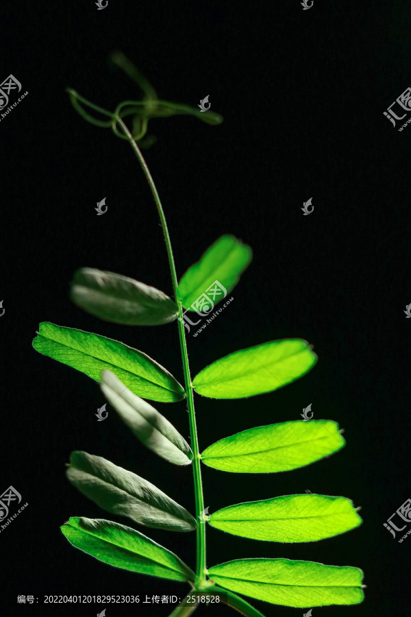 绿色植物树叶枝叶特写黑背景