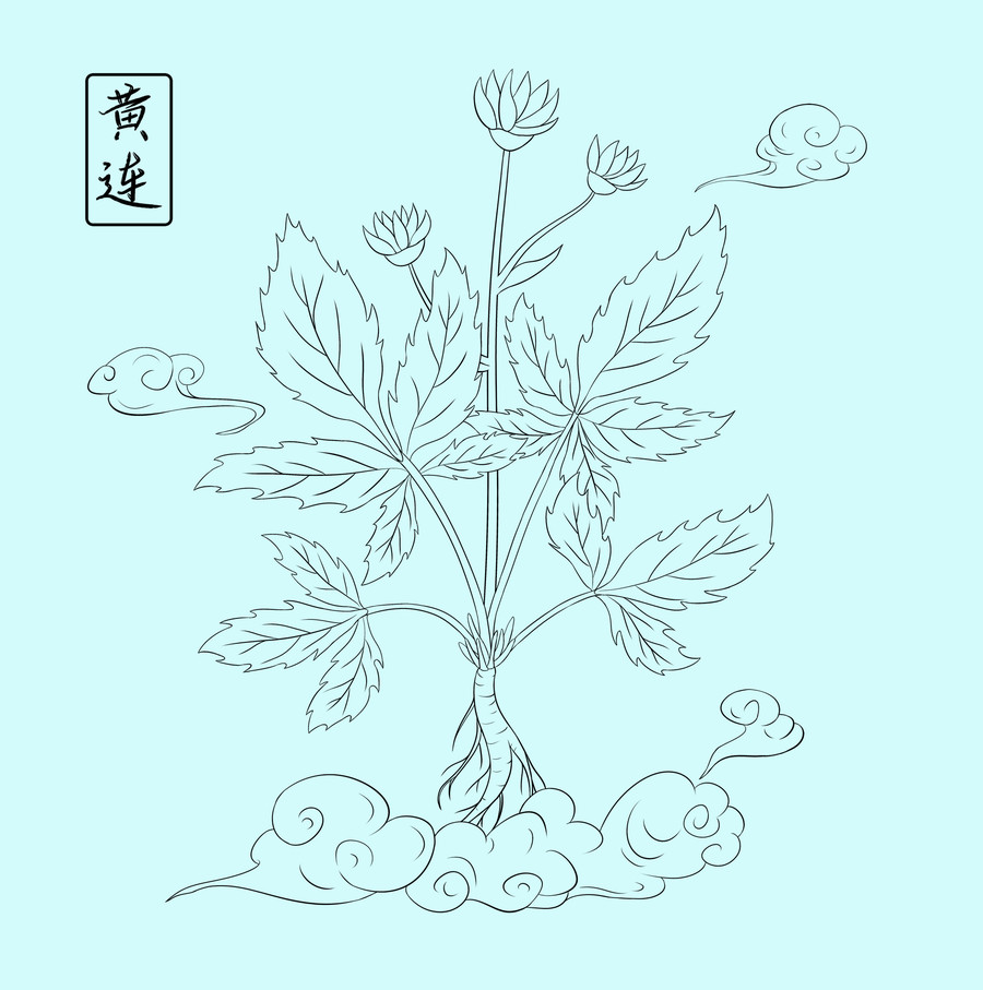 中草药黄连手绘插画