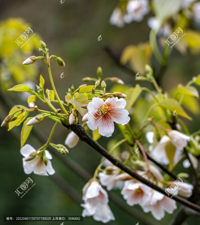 桐子花