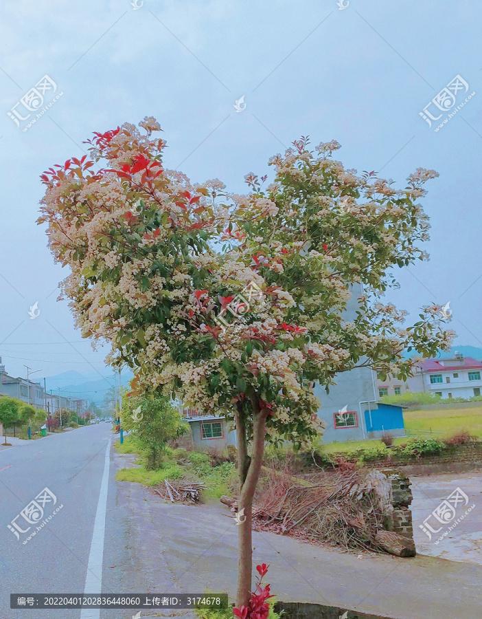 树爱心