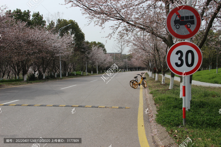 樱花路