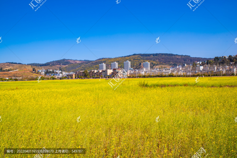 乡村油菜田