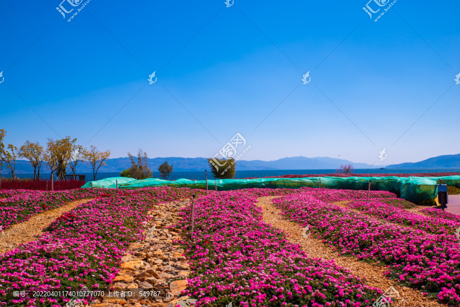 湖畔花田