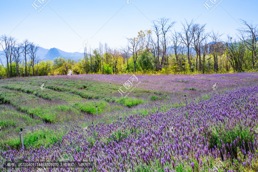 花卉主题公园