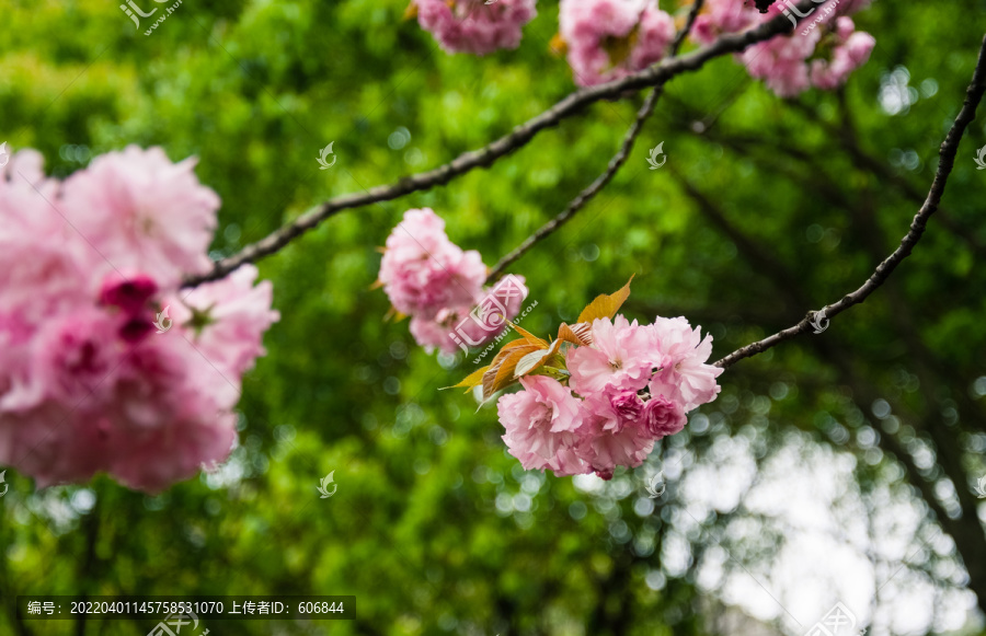 樱花