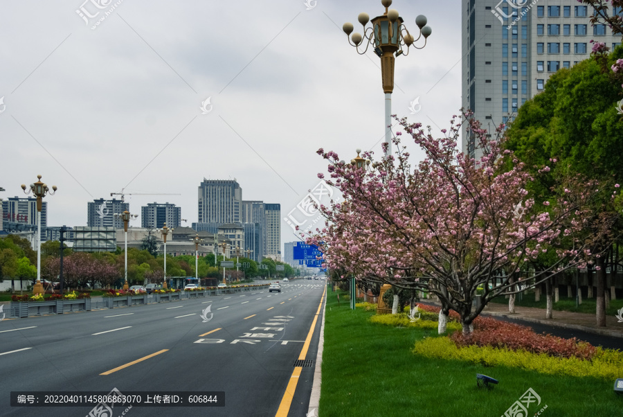 道路樱花